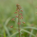 Acetosa MOAB – Pianta aromatica acidula