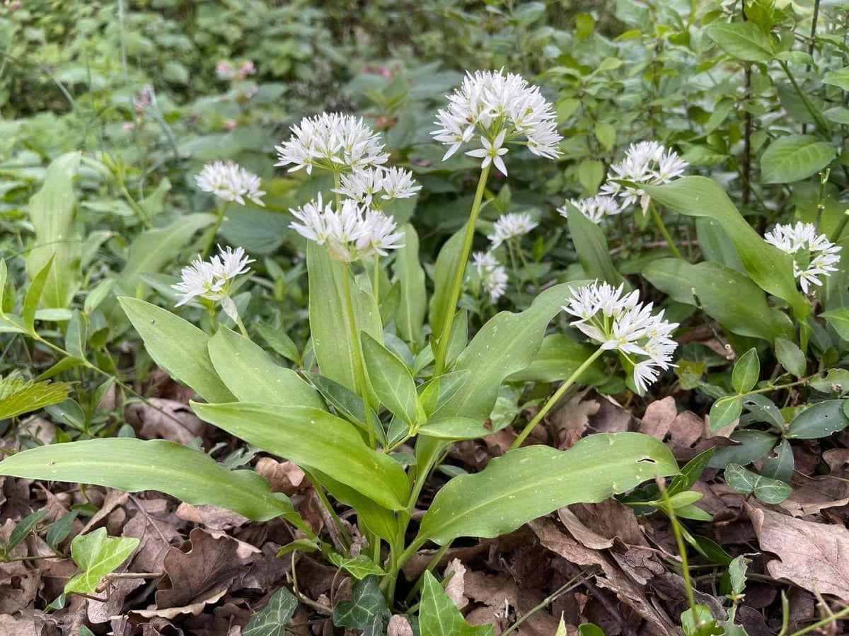 Aglio orsino MOAB – Pianta aromatica di bosco