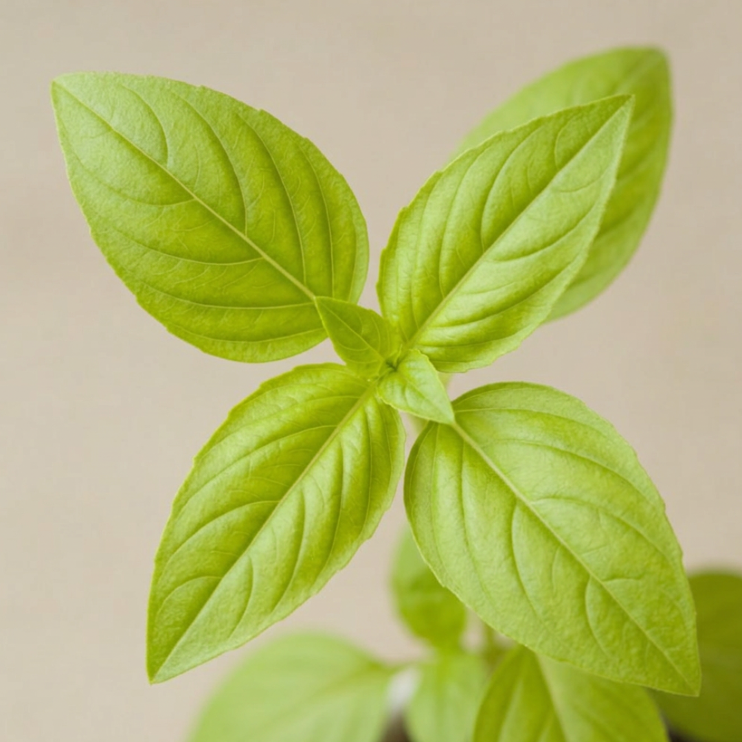 Basilico Limone MOAB – Pianta aromatica agrumata