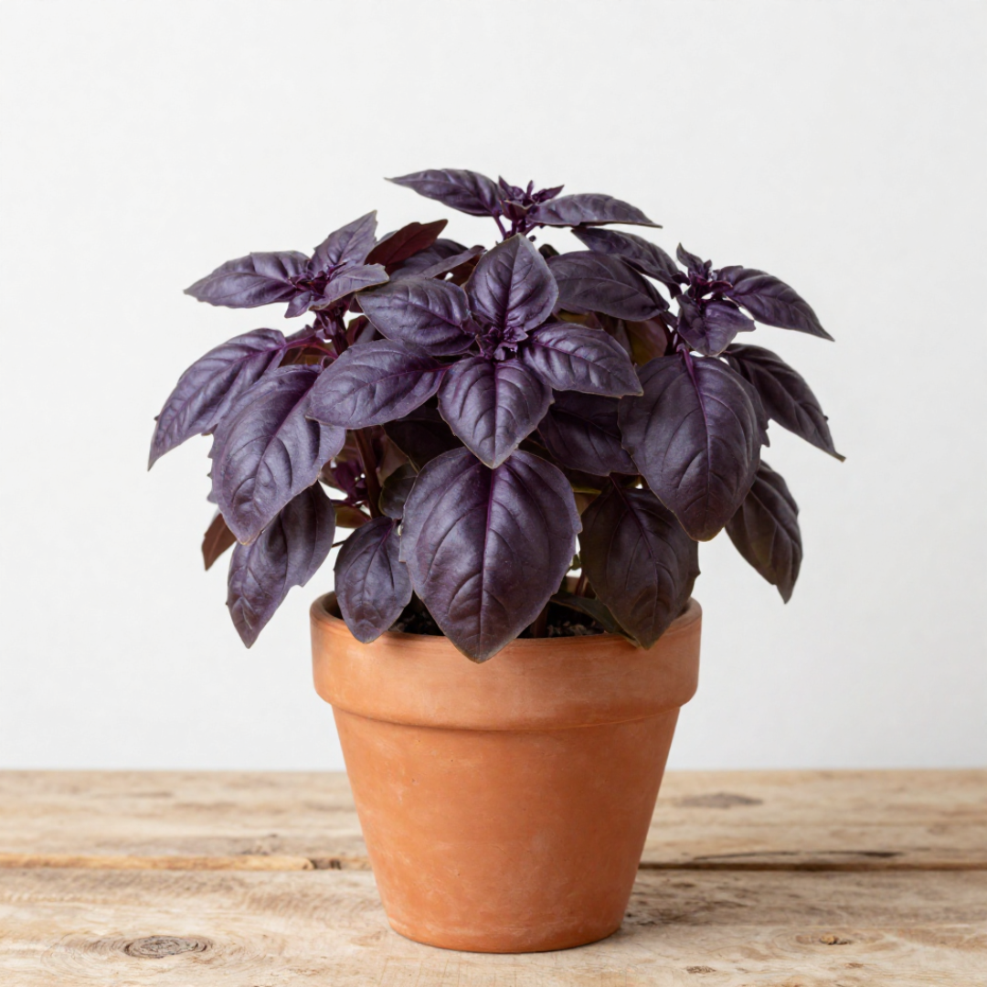 Basilico Rosso MOAB – Pianta aromatica scenografica