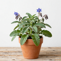 Borragine MOAB – Pianta aromatica rustica