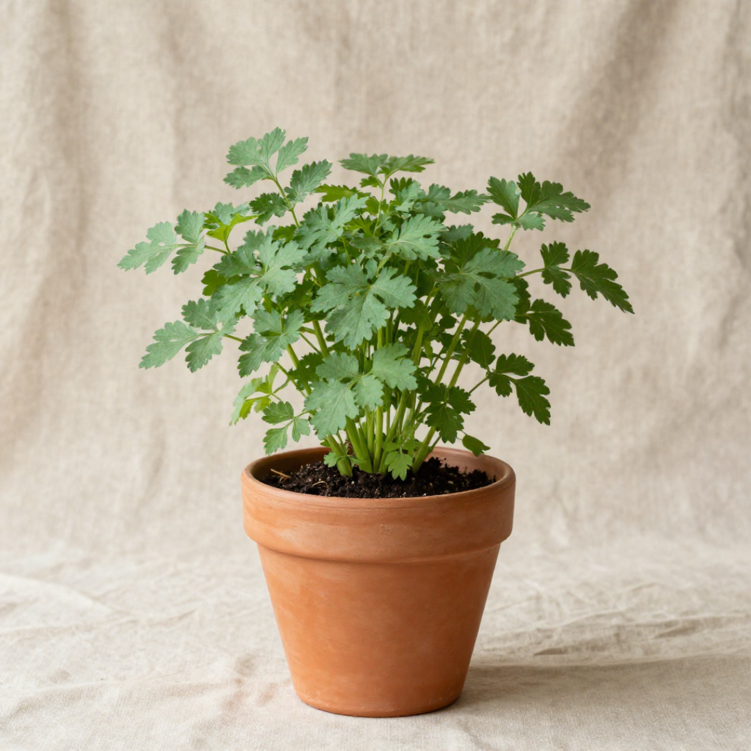 Coriandolo MOAB – Pianta aromatica intensa