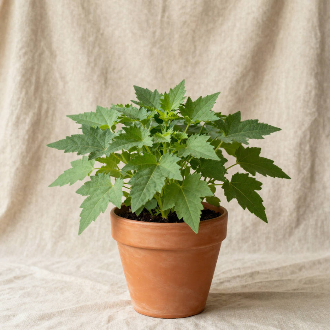 Levistico MOAB – Pianta aromatica antica