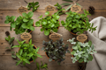 Box Mente MOAB – 6 varietà aromatiche