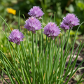 Erba cipollina - fiori