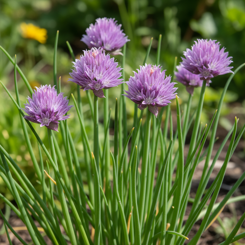 Erba cipollina - fiori