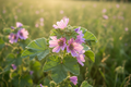 Malva in prato soleggiato