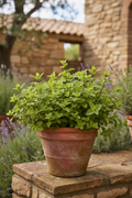 Menta fragola in vaso