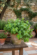 Menta glaciale in vaso