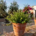 Origano - vaso in terracotta