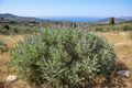 Salvia naturale - orizzontale
